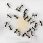 Ako sa zbaviť mravcov (v dome, v byte, záhrade...) - 20 zaručených tipov