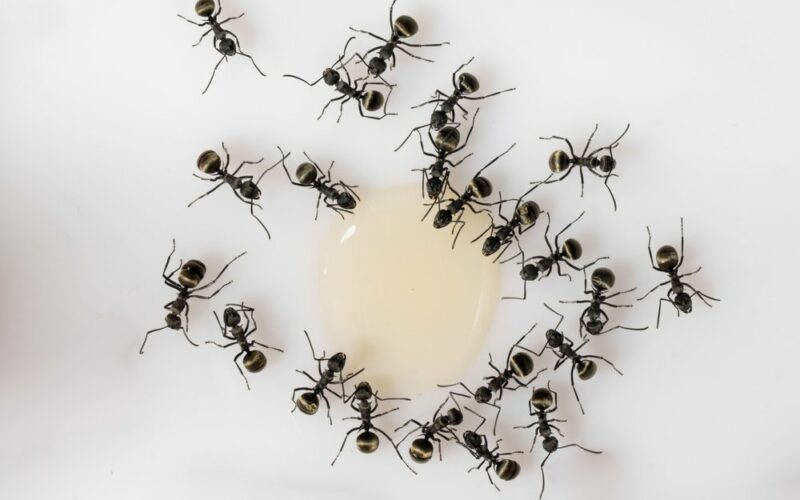 Ako sa zbaviť mravcov