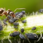 Mravce a vošky - dokonalá symbióza