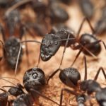 Myrmekológia - náuka o mravcoch