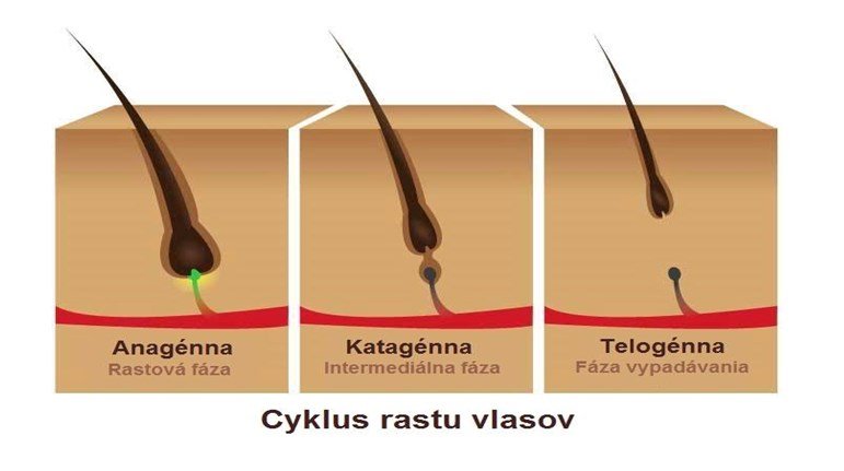 Cyklus rastu vlasov