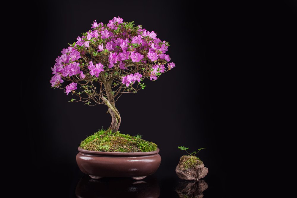 Azalea japonica ako bonsai
