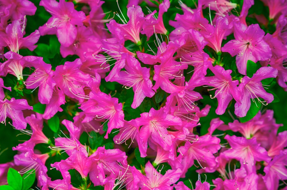 Indická azalka (Rhododendron simsii)