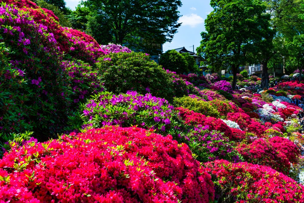 Pre japonské záhrady sú azalky typické