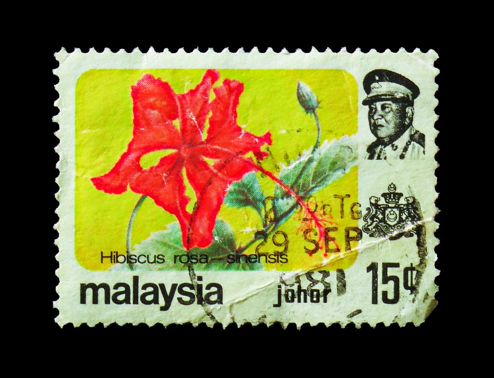 Čínska ruža je národným kvetom Malajzie