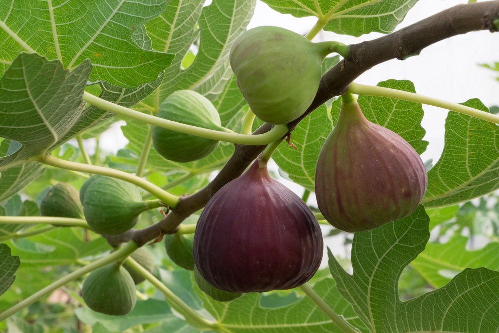 Figovník obyčajný - plody na rastline
