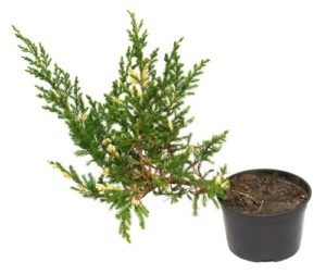 Juniperus horizontalis Andorra Compact
