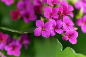 Kalanchoe blossfeldiana - fialový kvet