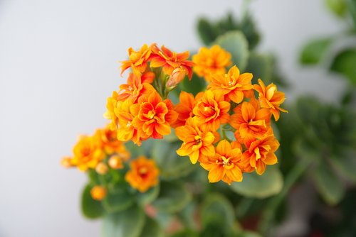Kalanchoe blossfeldiana - oranžová