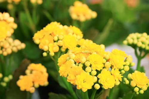 Kalanchoe blossfeldiana - žltá