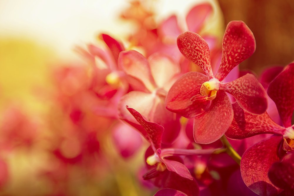 orchidea červená