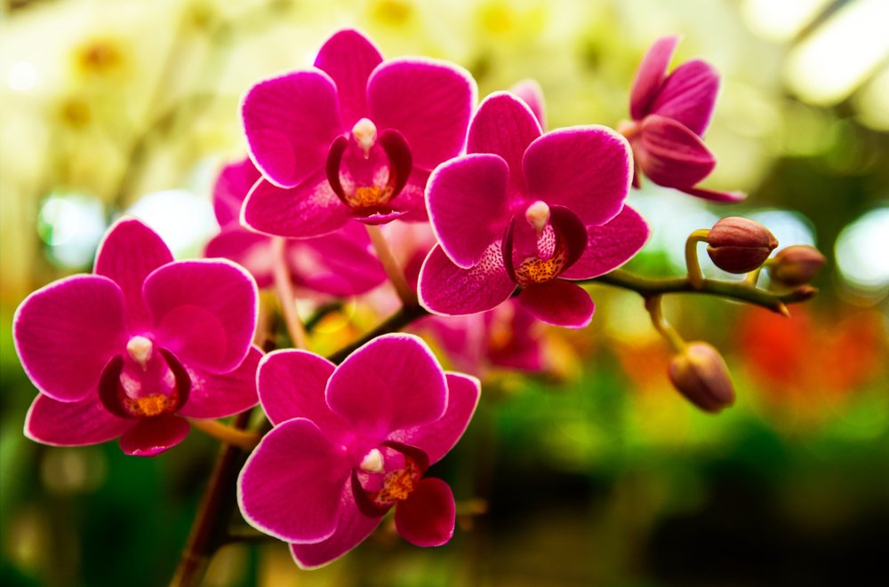 Monopodiálna orchidea phalaenopsis