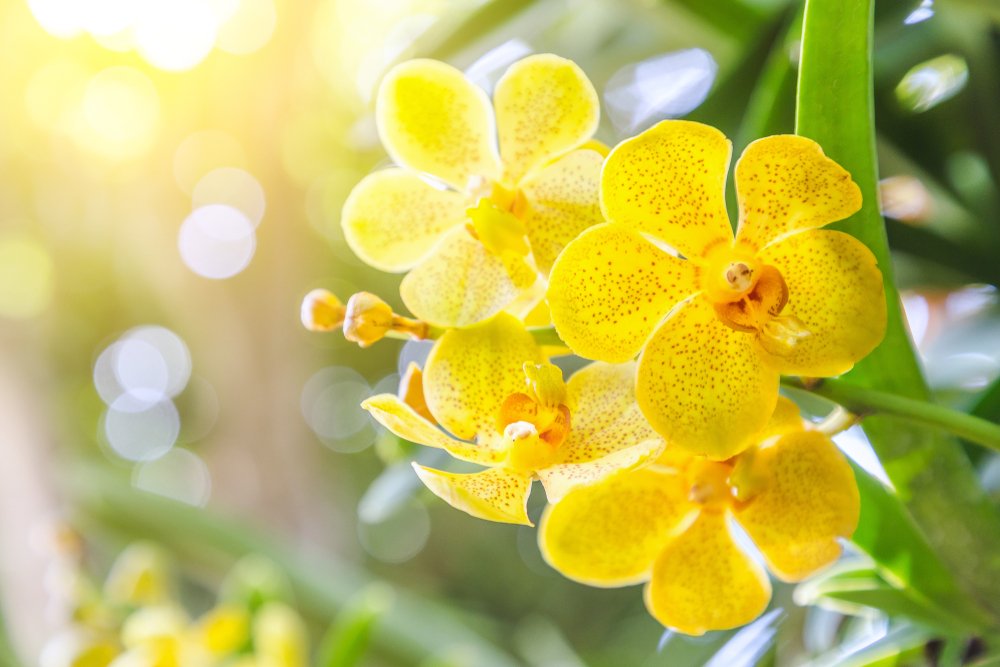 žltá orchidea, slnečné svetlo