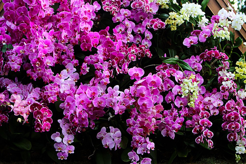 ruňové kvety orchidey v záhrade