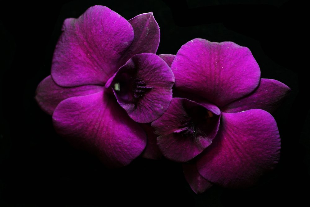 purpurový kvet orchidey