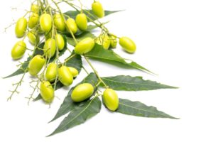 Plody neem, z ktroých sa lisuje olej