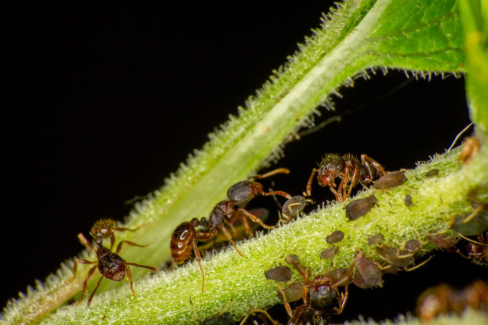 Vošky žijú s mravcami v symbióze