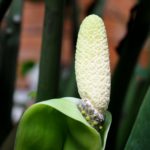 Kvet zamiokulkas nie je považovaný za atraktívny
