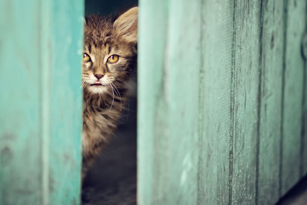 Mačka nazerajúca z kôlne do dvora