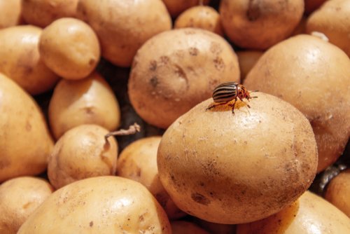 Pásavka zemiaková na zemiaku