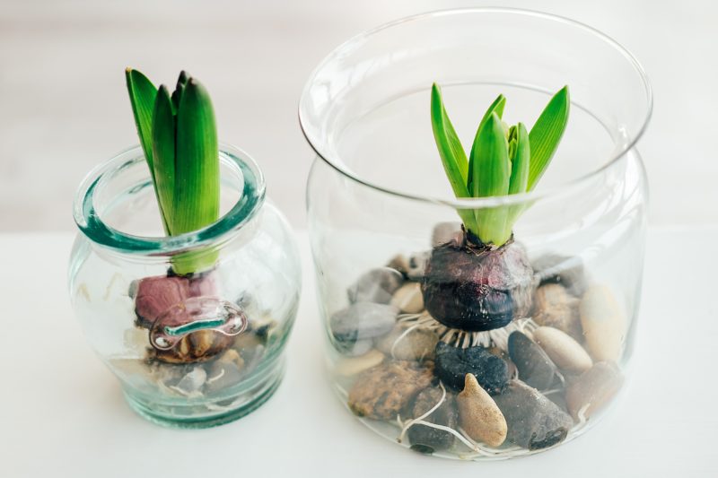 Pestovanie (nielen) hyacintu v skle, bez pôdy je trendom posledných rokov