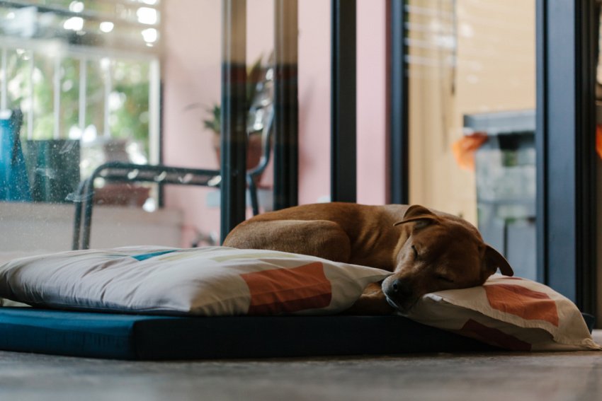 Hnedý pes spí na matraci