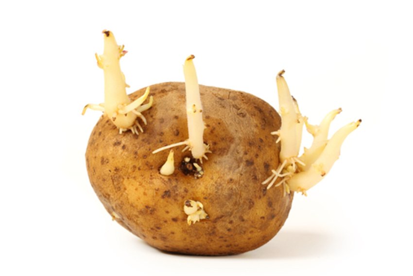 Vyklíčený zemiak na sadenie