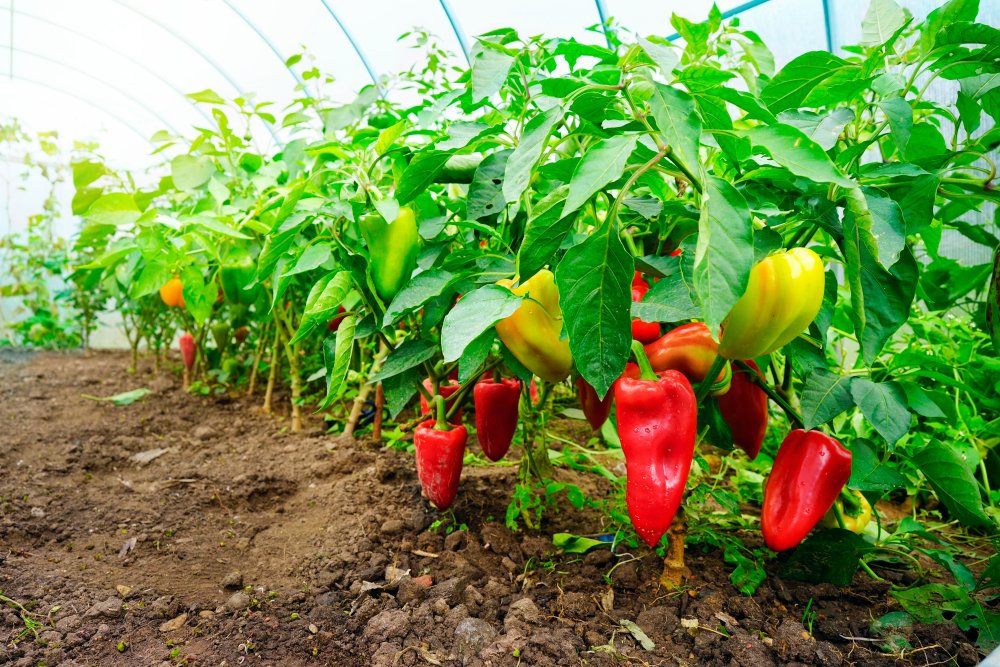 Pestovanie papriky v skleníku