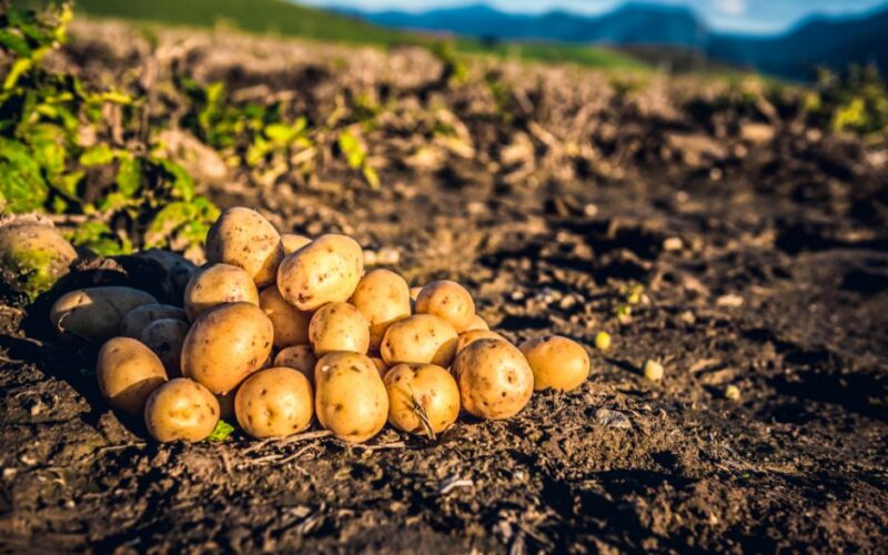 Bohatá úroda zemiakov na poli