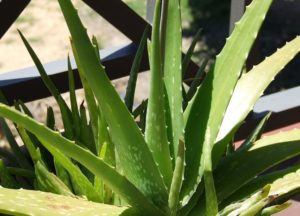 Liečivá rastlina Aloe Vera