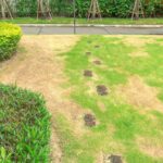 Buriny v trávniku, čo robiť (+ ochrana proti škodcom a chorobám trávnika)