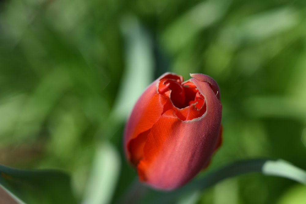 Napdnutý kvet tulipánu škodcami