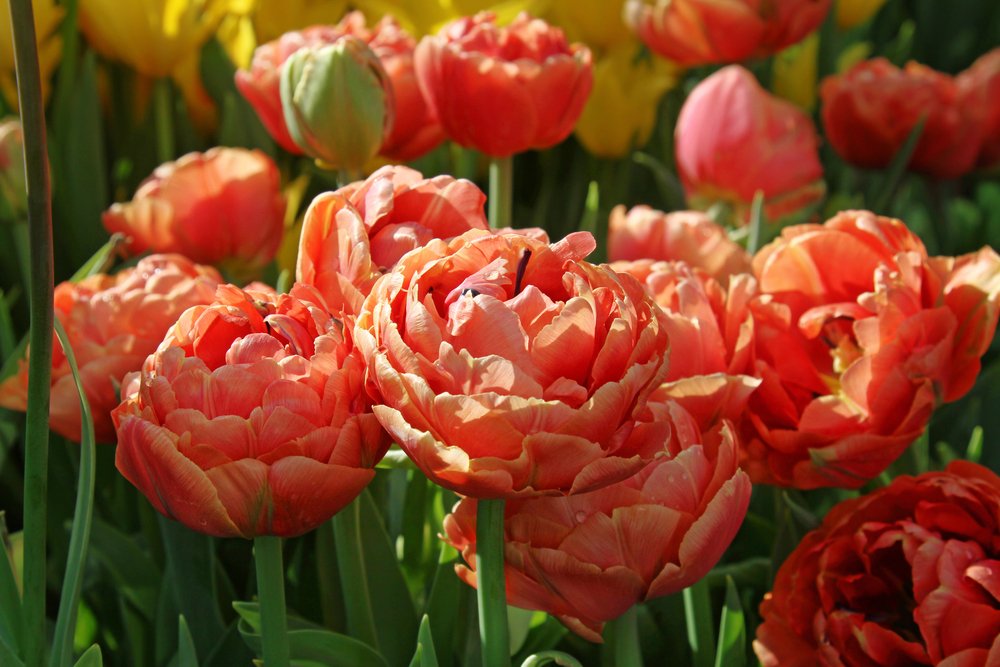 Pivonkové tulipány