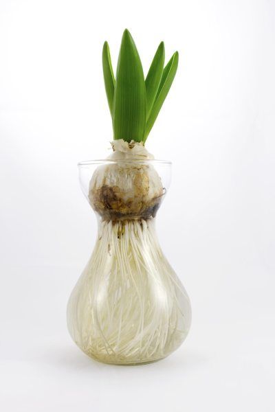 Vaza na pestovanie kvetov bez pôdy