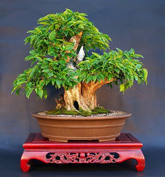 Drieň obyčajný - pestovanie bonsai