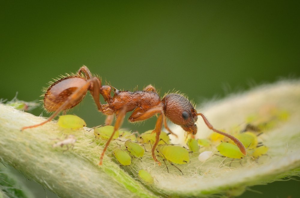 škodcovia - vošky a mravec