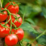 Ako zavárať paradajky + zaujímavé recepty