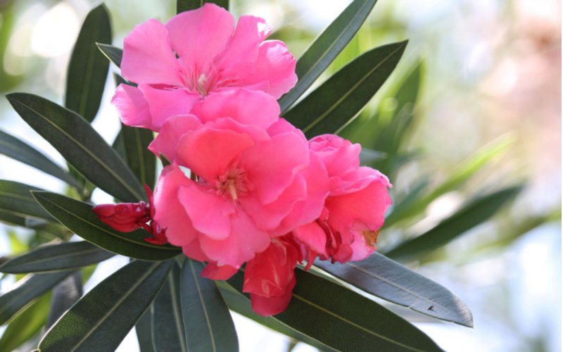Ružový oleander