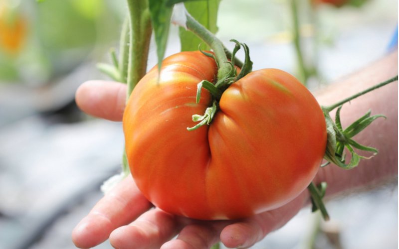 Veľká zdravá paradajka