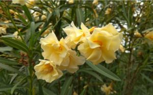Žltý oleander