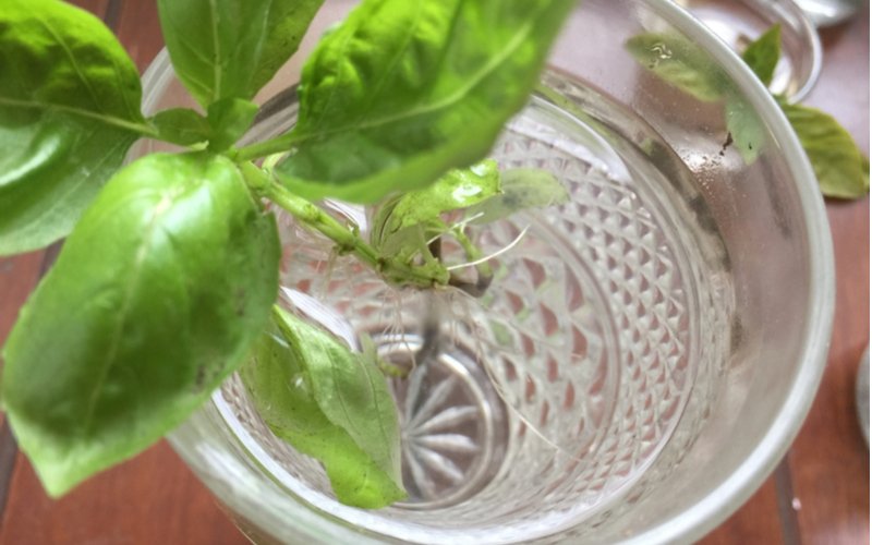 Odrezok bazalky v pohári - ako pestovať bazalku