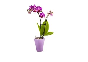 Fialová orchidea vo fialovom kvetináči