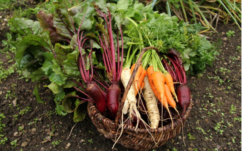 Koreňová zelenina v košíku