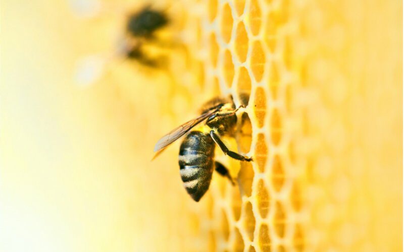 Včela na pláste