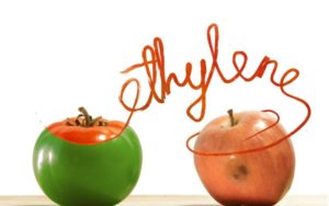 Zelené a červené jablko + nápis ethylene