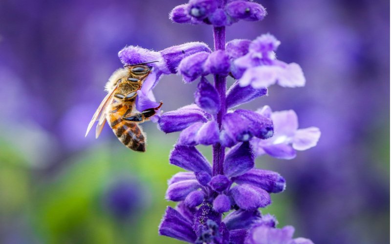 Včela hľadajúca nektár na kvete