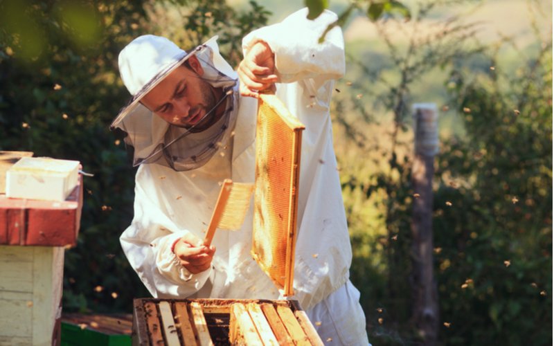 Zber medu