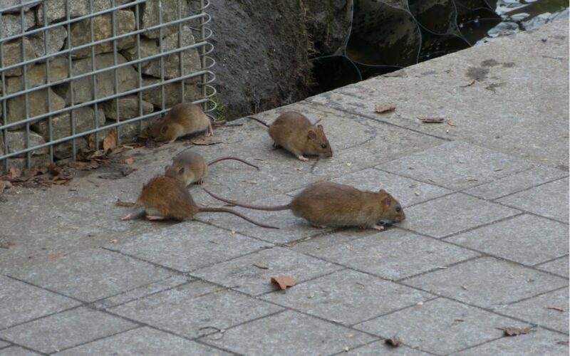 Ako sa zbaviť potkanov - potkan hnedý, viac jedincov na záhrade