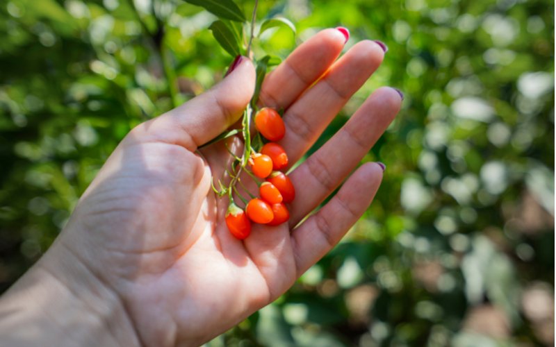 Pestovanie goji - ruka drží plody goji