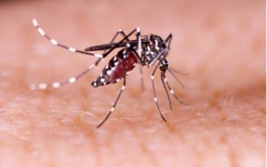 Komáre Aedes aegypti